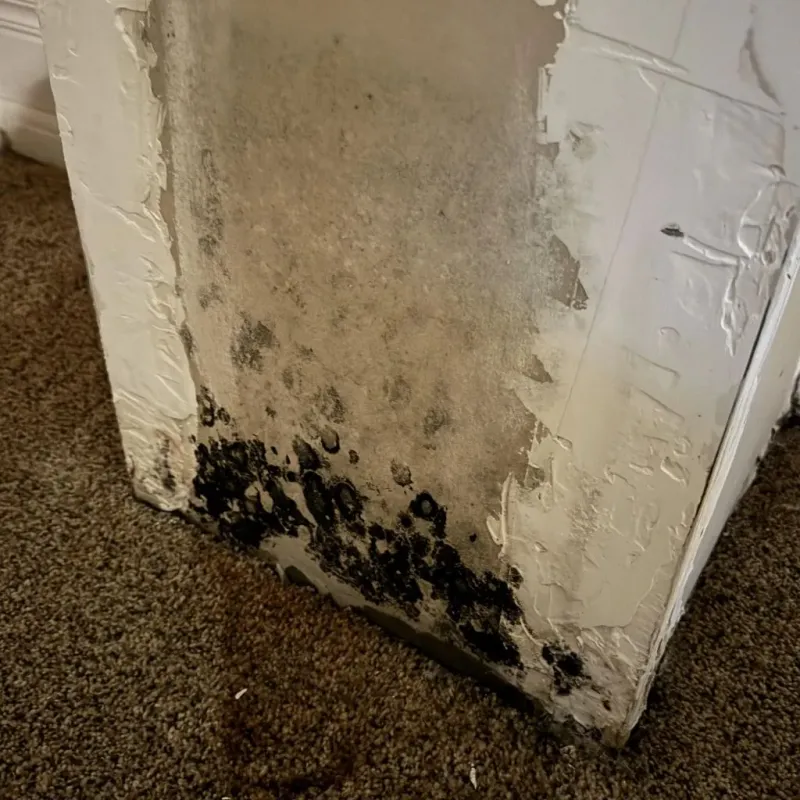 Professional Mold Removal in Douglas, IL